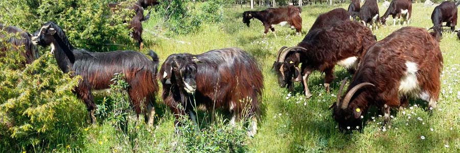Cabras queseria Montealijar